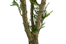 Load image into Gallery viewer, Bonsai Special | Incense Cedar (F1)