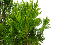 Load image into Gallery viewer, Bonsai Special | Incense Cedar (F1)