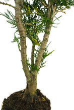 Load image into Gallery viewer, Bonsai Special | Incense Cedar (F1)