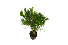 Load image into Gallery viewer, Bonsai Special | Incense Cedar (F1)