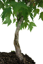 Load image into Gallery viewer, Bonsai Special | Red Maple (F1)