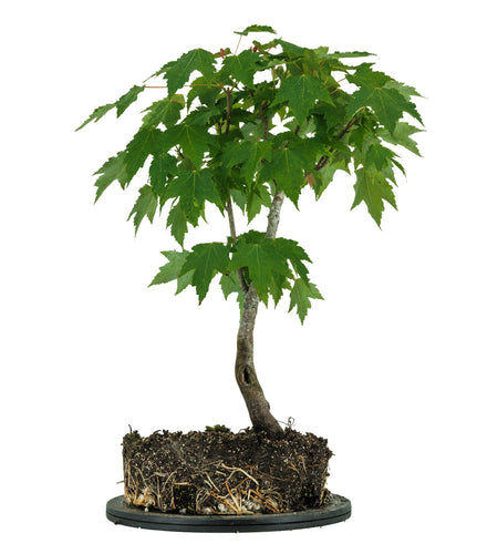 Bonsai Special | Red Maple (F1)