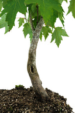 Load image into Gallery viewer, Bonsai Special | Red Maple (F1)