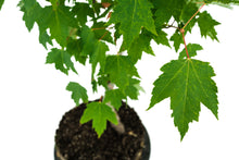 Load image into Gallery viewer, Bonsai Special | Red Maple (F1)