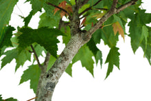 Load image into Gallery viewer, Bonsai Special | Red Maple (F1)