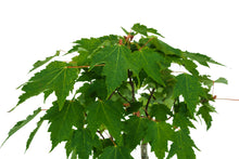 Load image into Gallery viewer, Bonsai Special | Red Maple (F1)