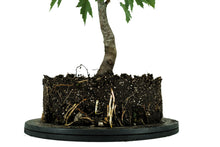 Load image into Gallery viewer, Bonsai Special | Red Maple (F1)