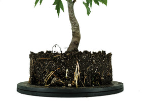 Bonsai Special | Red Maple (F1)