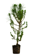 Load image into Gallery viewer, Bonsai Special | Italian Stone Pine (F2)