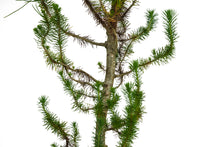Load image into Gallery viewer, Bonsai Special | Italian Stone Pine (F2)