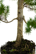 Load image into Gallery viewer, Bonsai Special | Italian Stone Pine (F2)