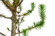 Load image into Gallery viewer, Bonsai Special | Italian Stone Pine (F2)