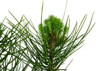 Load image into Gallery viewer, Bonsai Special | Italian Stone Pine (F2)