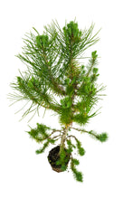 Load image into Gallery viewer, Bonsai Special | Italian Stone Pine (F2)