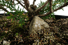 Load image into Gallery viewer, Bonsai Special | Santa Cruz Cypress (F2)