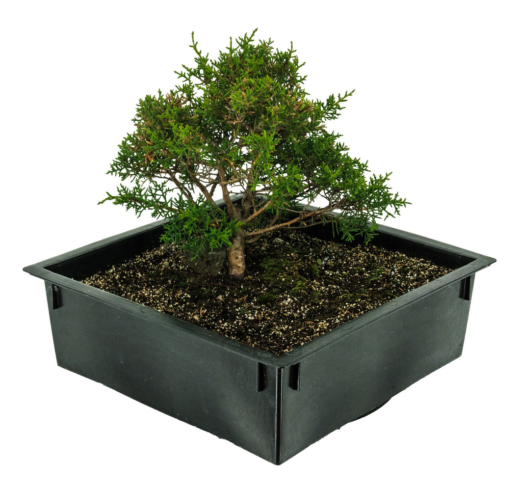 Bonsai Special | Santa Cruz Cypress (F2)