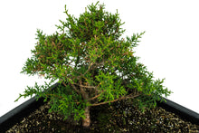 Load image into Gallery viewer, Bonsai Special | Santa Cruz Cypress (F2)