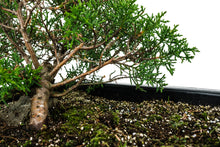 Load image into Gallery viewer, Bonsai Special | Santa Cruz Cypress (F2)