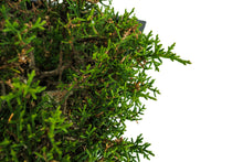 Load image into Gallery viewer, Bonsai Special | Santa Cruz Cypress (F2)