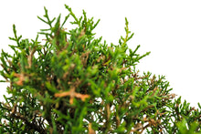 Load image into Gallery viewer, Bonsai Special | Santa Cruz Cypress (F2)