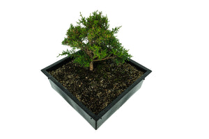 Bonsai Special | Santa Cruz Cypress (F2)