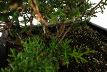 Load image into Gallery viewer, Bonsai Special | Santa Cruz Cypress (F2)