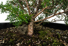 Load image into Gallery viewer, Bonsai Special | Santa Cruz Cypress (F2)