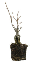 Load image into Gallery viewer, Bonsai Special | Tulip Poplar (F2)