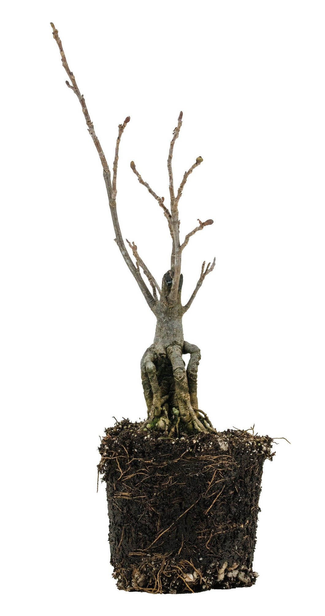 Bonsai Special