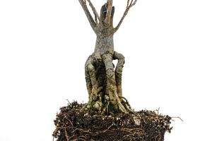 african tulip tree bonsai Bonsai Special