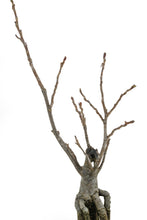 Load image into Gallery viewer, Bonsai Special | Tulip Poplar (F2)