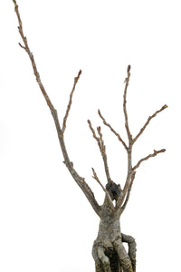 poplar bonsai tree Bonsai Special