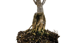 Load image into Gallery viewer, Bonsai Special | Tulip Poplar (F2)