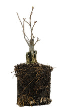 Load image into Gallery viewer, Bonsai Special | Tulip Poplar (F2)