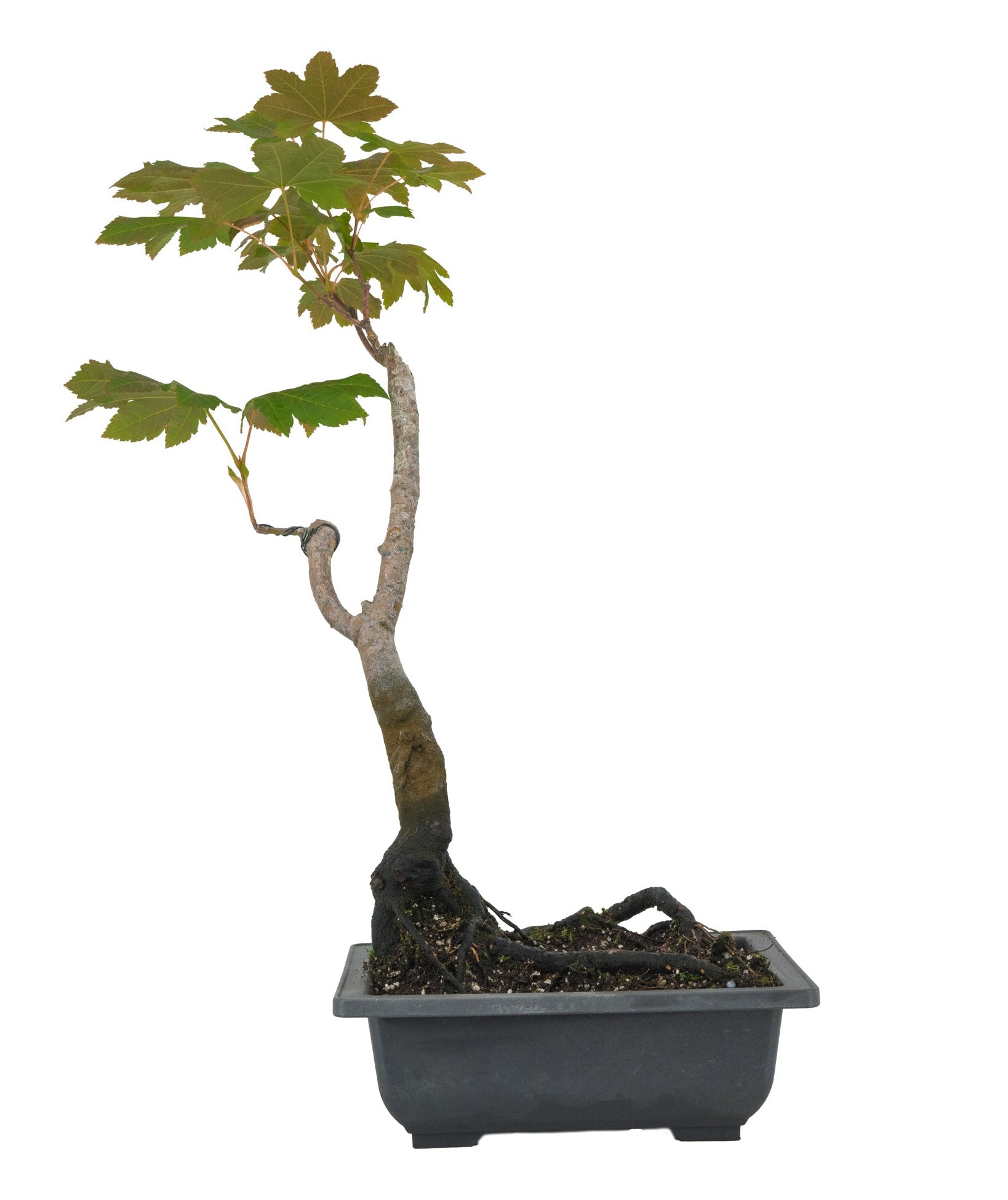 Maples – The Jonsteen Company