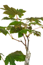 Load image into Gallery viewer, Bonsai Special | Vine Maple (F3)