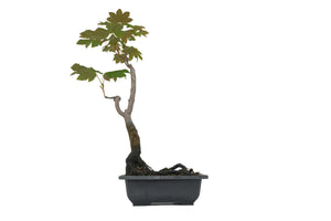 Bonsai Special | Vine Maple (F3)