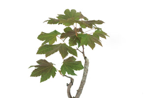 Bonsai Special | Vine Maple (F3)