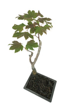 Load image into Gallery viewer, Bonsai Special | Vine Maple (F3)