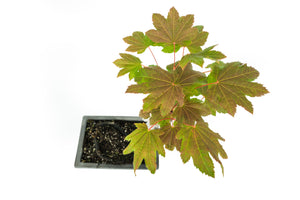 Bonsai Special | Vine Maple (F3)