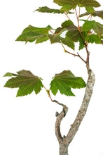 Load image into Gallery viewer, Bonsai Special | Vine Maple (F3)