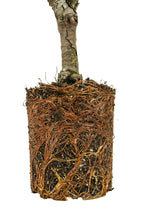 Load image into Gallery viewer, Bonsai Special | Incense Cedar (F5)