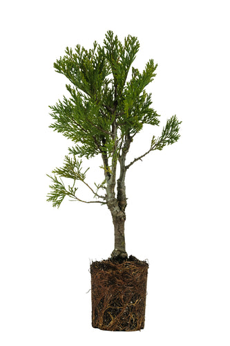 Bonsai Special | Incense Cedar (F5)