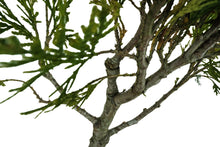 Load image into Gallery viewer, Bonsai Special | Incense Cedar (F6)