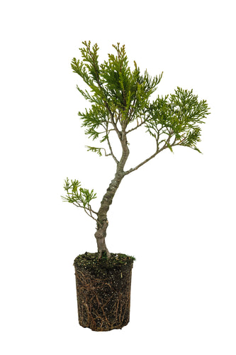 Bonsai Special | Incense Cedar (F6)