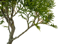 Load image into Gallery viewer, Bonsai Special | Incense Cedar (F6)