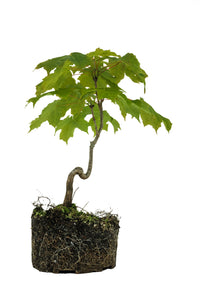 Bonsai Special | Sugar Maple (F7)