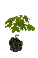 Load image into Gallery viewer, Bonsai Special | Sugar Maple (F7)