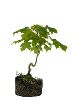 Load image into Gallery viewer, Bonsai Special | Sugar Maple (F7)