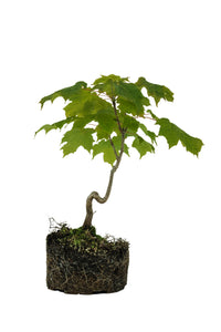 Bonsai Special | Sugar Maple (F7)